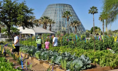 The SA Botanical Garden